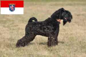 Read more about the article Kerry Blue Terrier breeders and puppies in Hessen