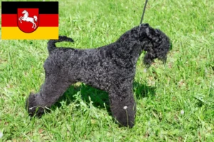 Read more about the article Kerry Blue Terrier breeders and puppies in Lower Saxony