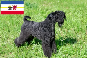 Read more about the article Kerry Blue Terrier breeders and puppies in Mecklenburg-Vorpommern