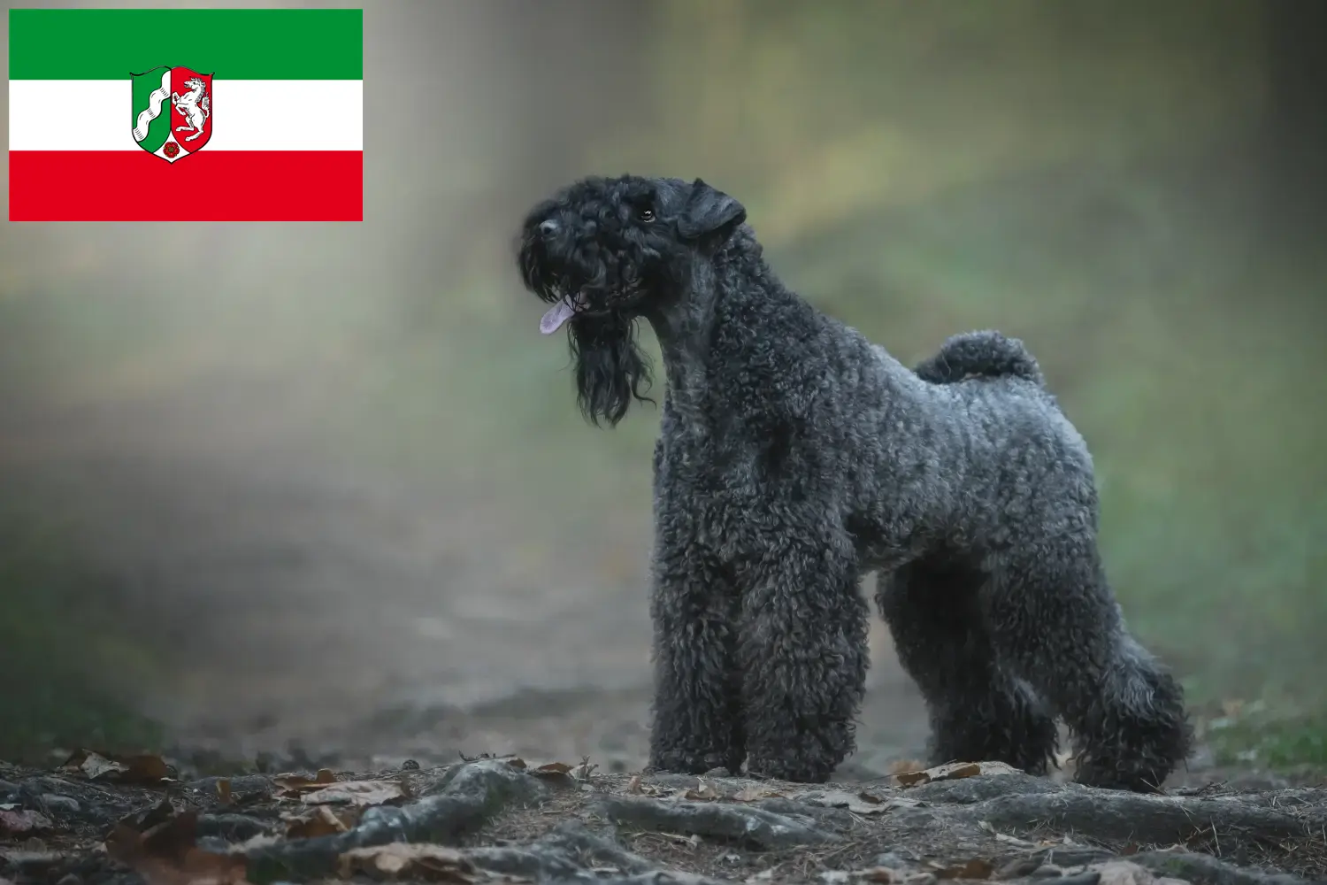 Read more about the article Kerry Blue Terrier breeders and puppies in North Rhine-Westphalia