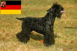 Read more about the article Kerry Blue Terrier breeders and puppies in Rhineland-Palatinate