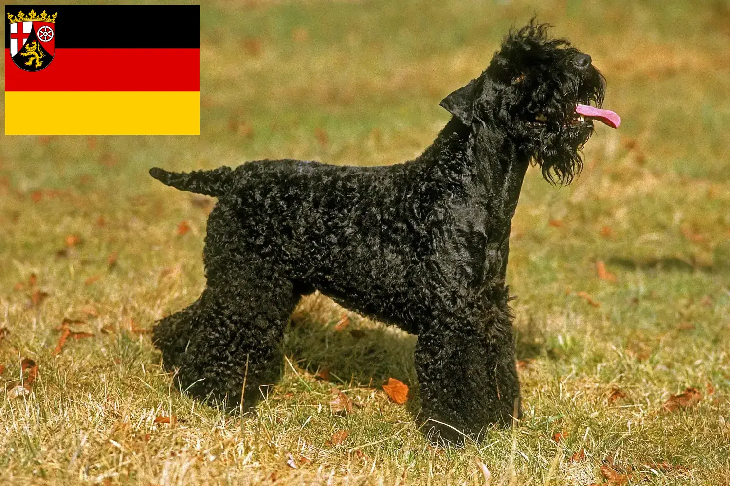 Read more about the article Kerry Blue Terrier breeders and puppies in Rhineland-Palatinate