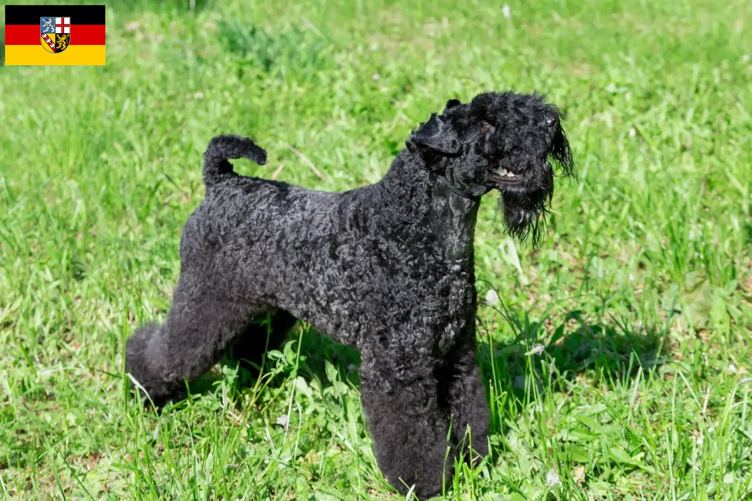 Read more about the article Kerry Blue Terrier breeders and puppies in Saarland