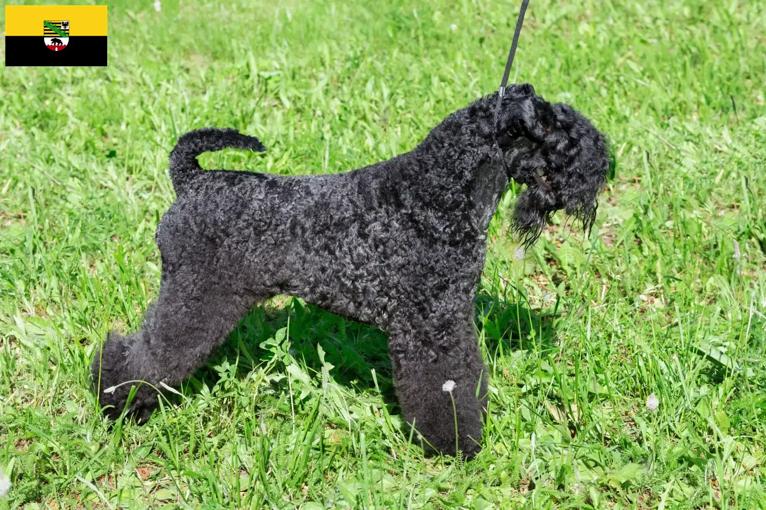 Read more about the article Kerry Blue Terrier breeders and puppies in Saxony-Anhalt