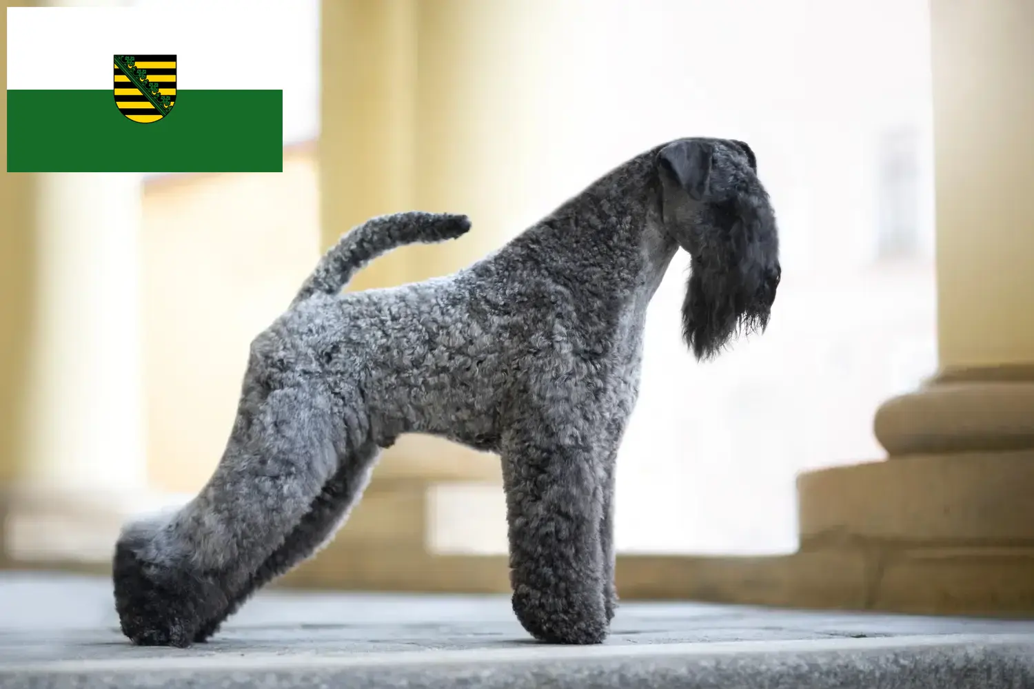 Read more about the article Kerry Blue Terrier breeders and puppies in Saxony