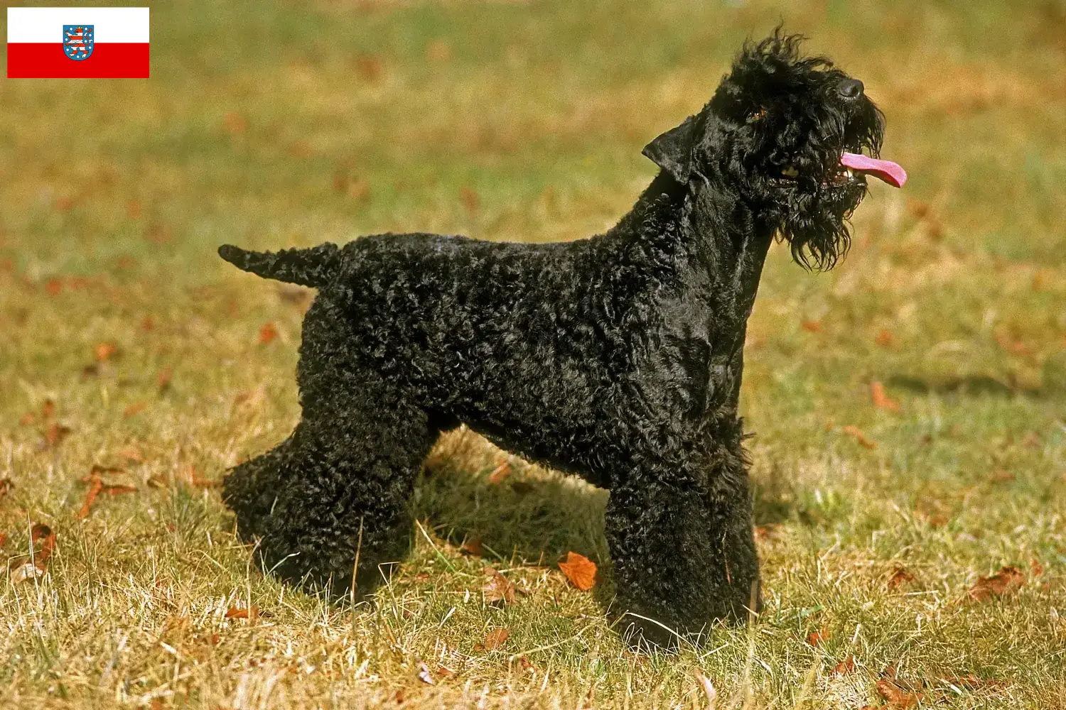 Read more about the article Kerry Blue Terrier breeders and puppies in Thuringia