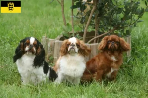 Read more about the article King Charles Spaniel breeders and puppies in Baden-Württemberg