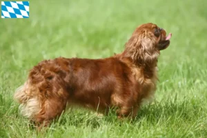 Read more about the article King Charles Spaniel breeders and puppies in Bavaria