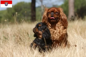 Read more about the article King Charles Spaniel breeders and puppies in Hessen