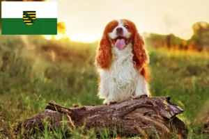 Read more about the article King Charles Spaniel breeders and puppies in Saxony