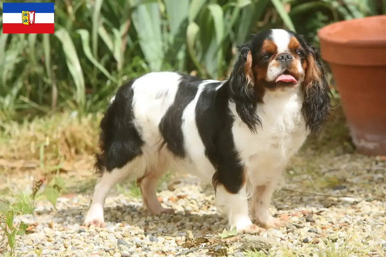 Read more about the article King Charles Spaniel breeders and puppies in Schleswig-Holstein