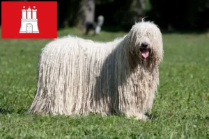 Read more about the article Komondor breeders and puppies in Hamburg