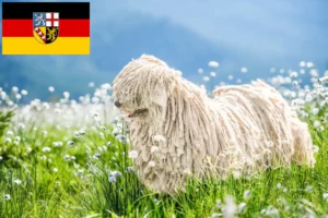 Read more about the article Komondor breeders and puppies in Saarland