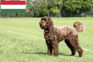Read more about the article Labradoodle breeders and puppies in Hungary
