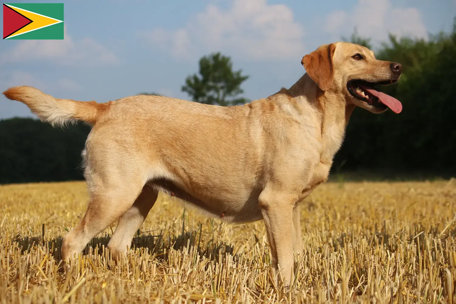 Read more about the article Labrador breeders and puppies in Guyana