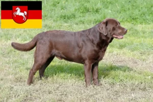 Read more about the article Labrador breeders and puppies in Lower Saxony