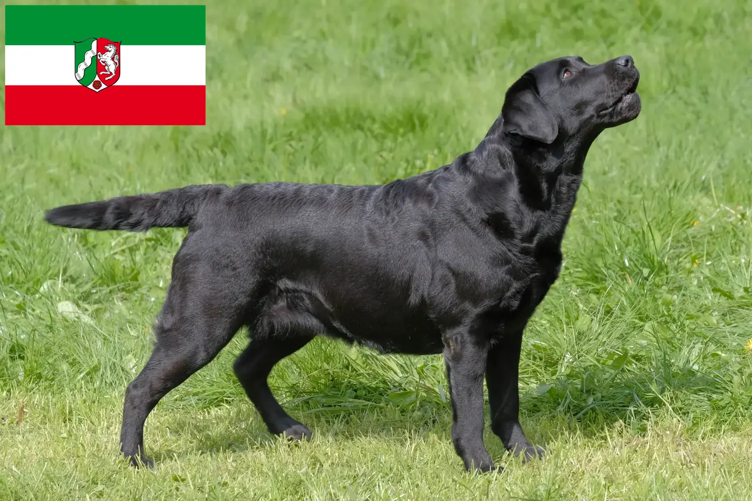 Read more about the article Labrador breeders and puppies in North Rhine-Westphalia