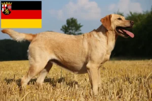 Read more about the article Labrador breeders and puppies in Rhineland-Palatinate