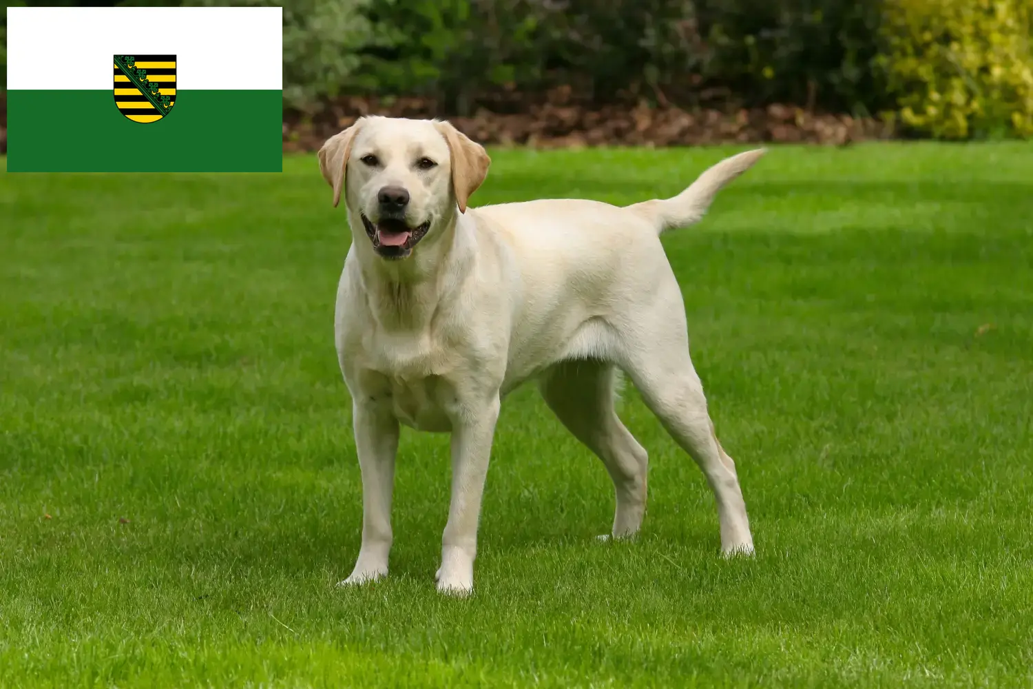 Read more about the article Labrador breeders and puppies in Saxony