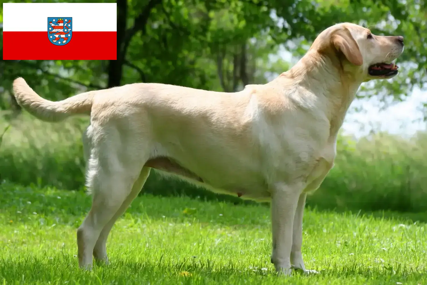 Read more about the article Labrador breeders and puppies in Thuringia