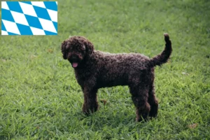 Read more about the article Lagotto Romagnolo breeders and puppies in Bavaria