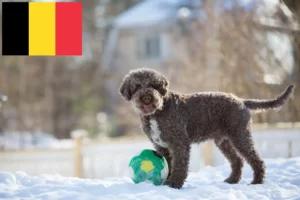 Read more about the article Lagotto Romagnolo breeders and puppies in Belgium