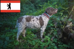 Read more about the article Lagotto Romagnolo breeders and puppies in Berlin