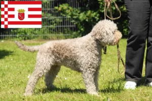 Read more about the article Lagotto Romagnolo breeders and puppies in Bremen