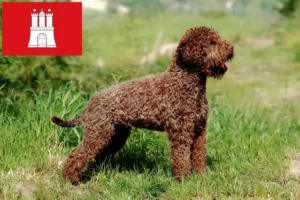 Read more about the article Lagotto Romagnolo breeders and puppies in Hamburg