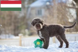 Read more about the article Lagotto Romagnolo breeders and puppies in Hungary