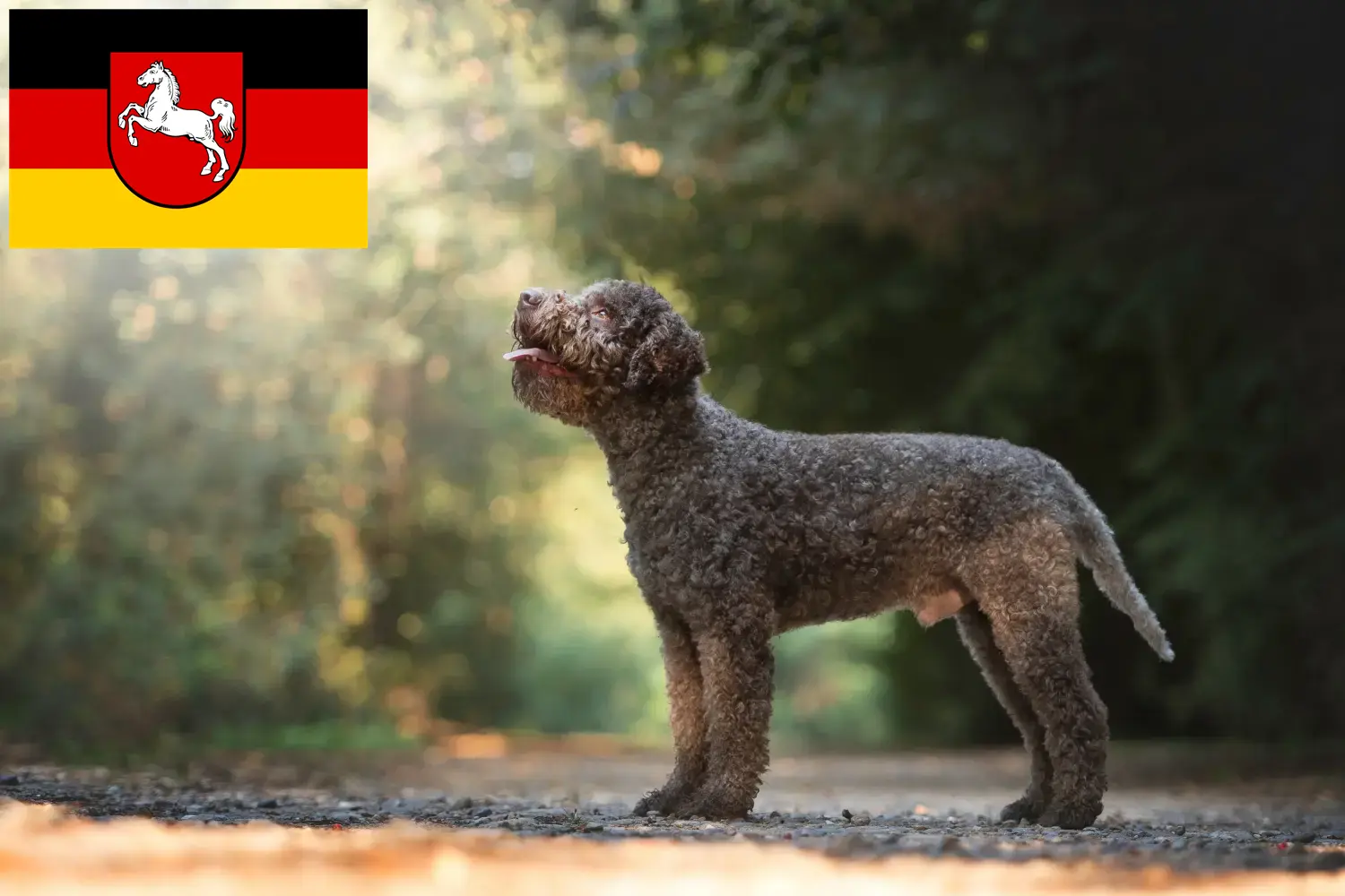 Read more about the article Lagotto Romagnolo breeders and puppies in Lower Saxony