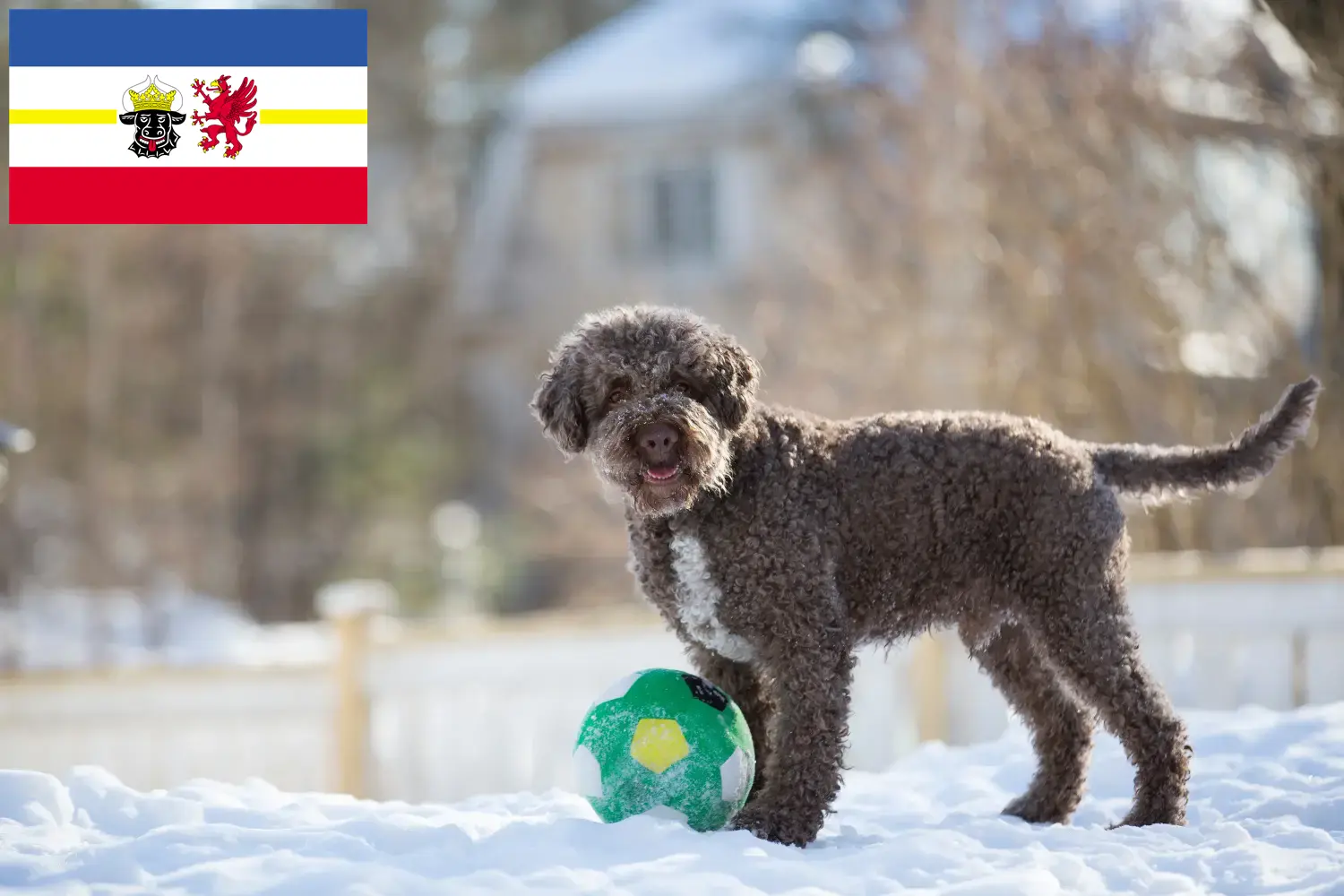 Read more about the article Lagotto Romagnolo breeders and puppies in Mecklenburg-Vorpommern