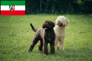 Read more about the article Lagotto Romagnolo breeders and puppies in North Rhine-Westphalia