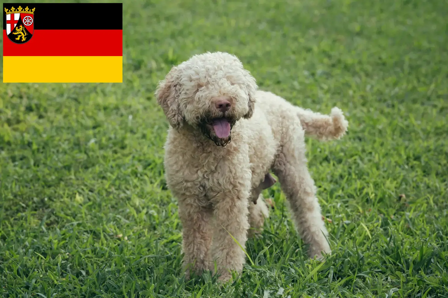 Read more about the article Lagotto Romagnolo breeders and puppies in Rhineland-Palatinate