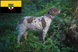 Read more about the article Lagotto Romagnolo breeders and puppies in Saxony-Anhalt