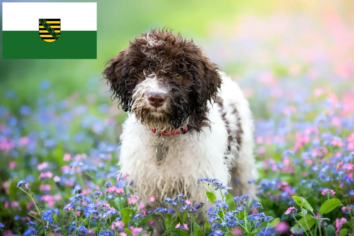 Read more about the article Lagotto Romagnolo breeders and puppies in Saxony