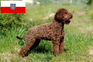 Read more about the article Lagotto Romagnolo breeders and puppies in Thuringia