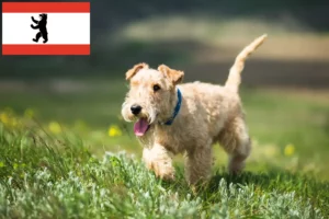 Read more about the article Lakeland Terrier breeders and puppies in Berlin