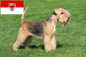 Read more about the article Lakeland Terrier breeders and puppies in Brandenburg