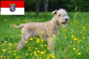 Read more about the article Lakeland Terrier breeders and puppies in Hessen