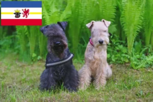 Read more about the article Lakeland Terrier breeders and puppies in Mecklenburg-Vorpommern