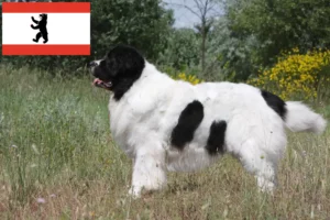 Read more about the article Landseer breeders and puppies in Berlin