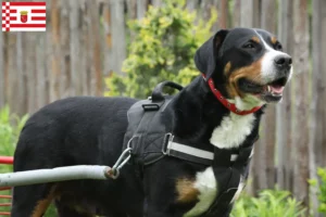 Read more about the article Large Swiss Mountain Dog breeder and puppies in Bremen