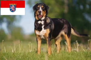 Read more about the article Large Swiss Mountain Dog Breeder and Puppies in Hesse