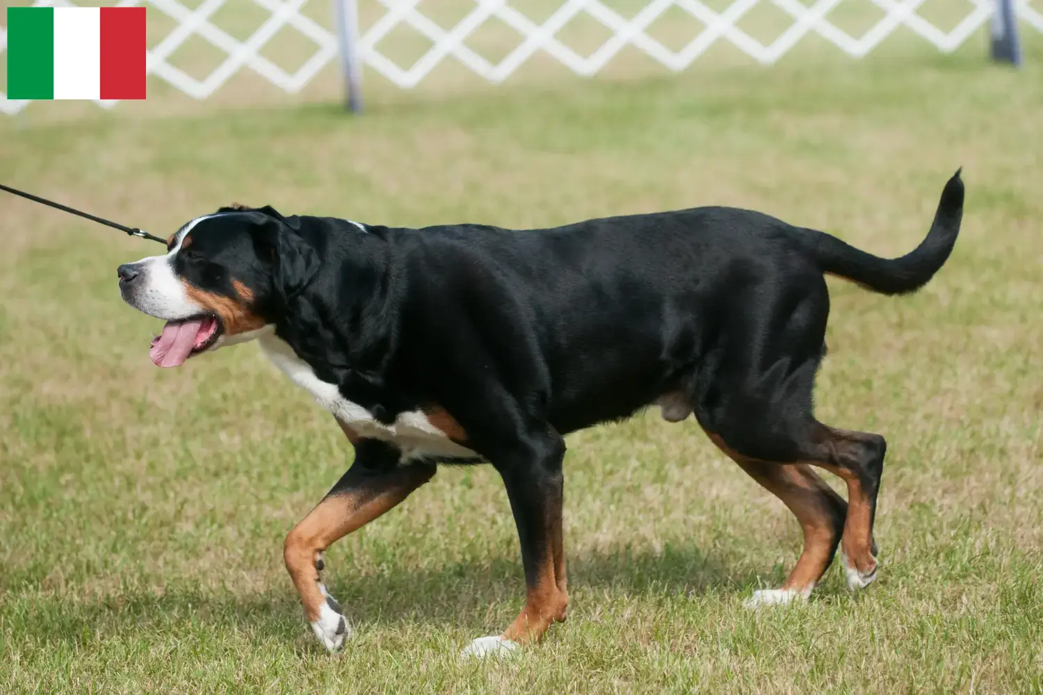 Read more about the article Large Swiss Mountain Dog Breeder and Puppies in Italy