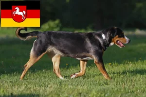 Read more about the article Large Swiss Mountain Dog Breeder and Puppies in Lower Saxony