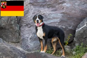 Read more about the article Great Swiss Mountain Dog breeder and puppies in Rhineland-Palatinate