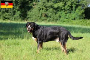 Read more about the article Great Swiss Mountain Dog breeder and puppies in Saarland