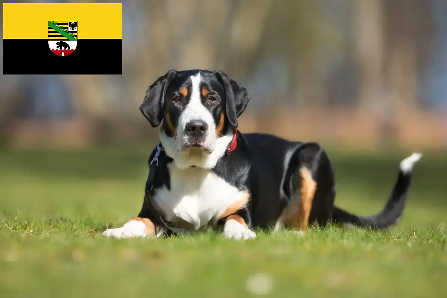 Read more about the article Large Swiss Mountain Dog Breeder and Puppies in Saxony-Anhalt