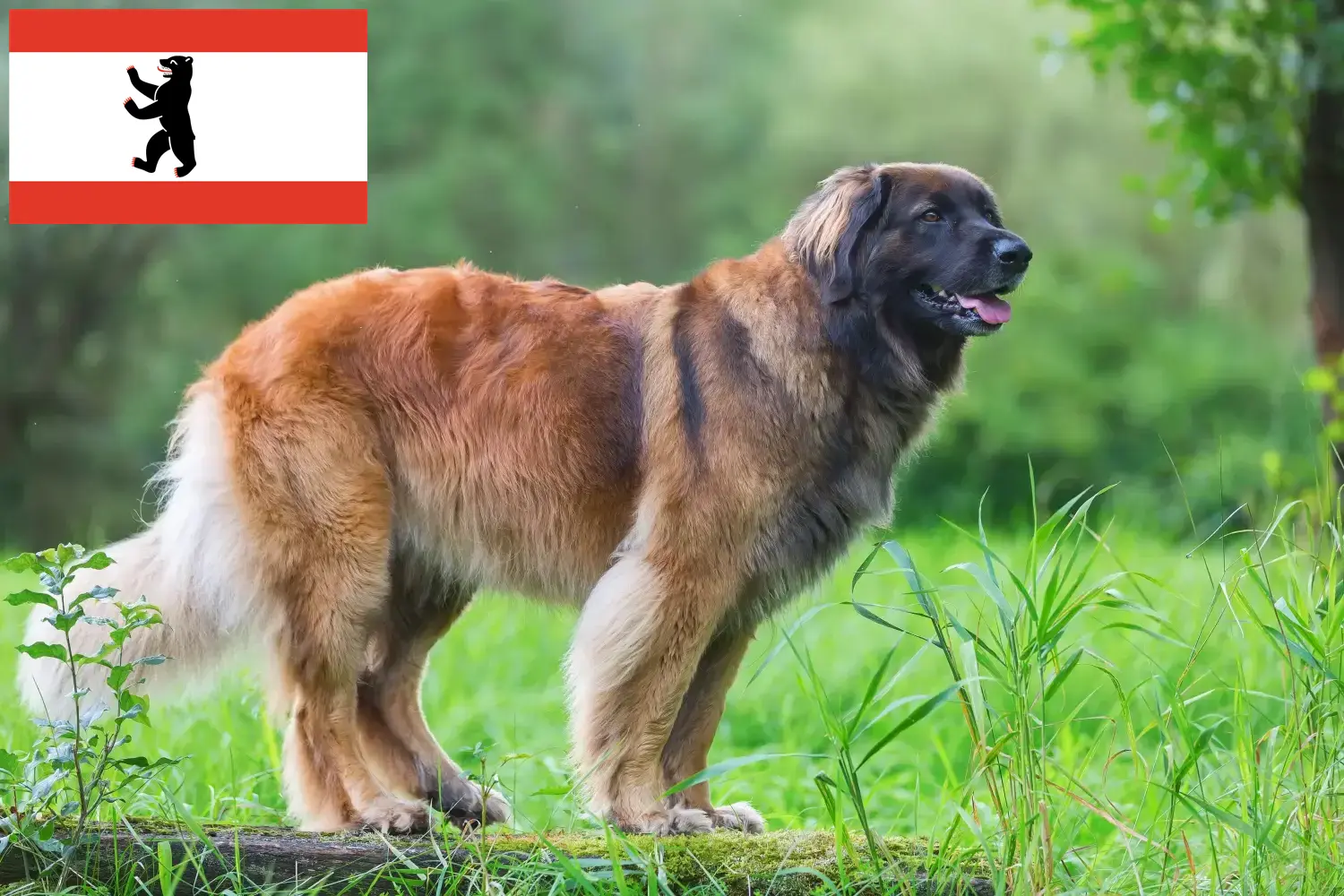 Read more about the article Leonberger breeders and puppies in Berlin